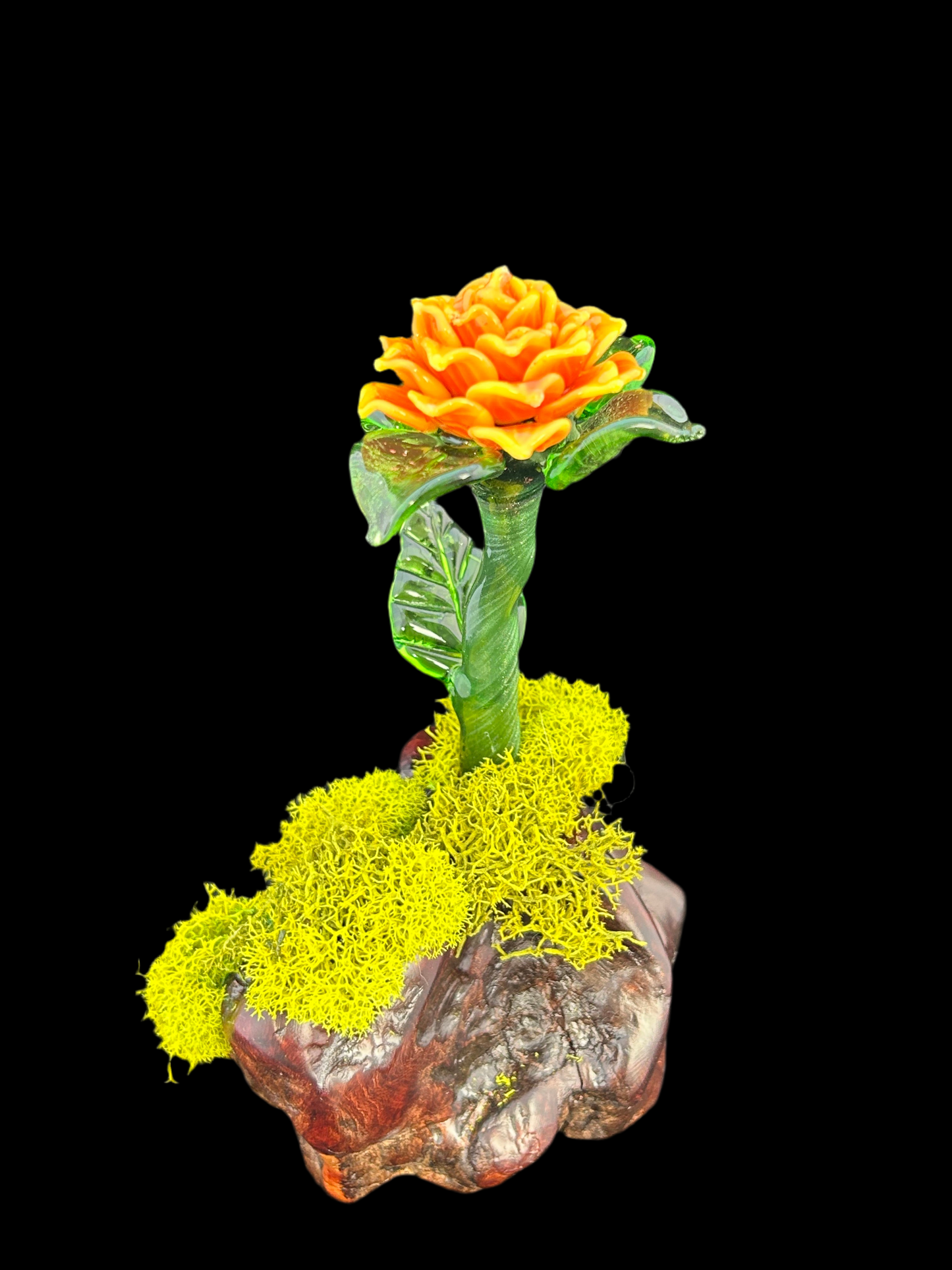 Yellow and orange forever rose manzanita base