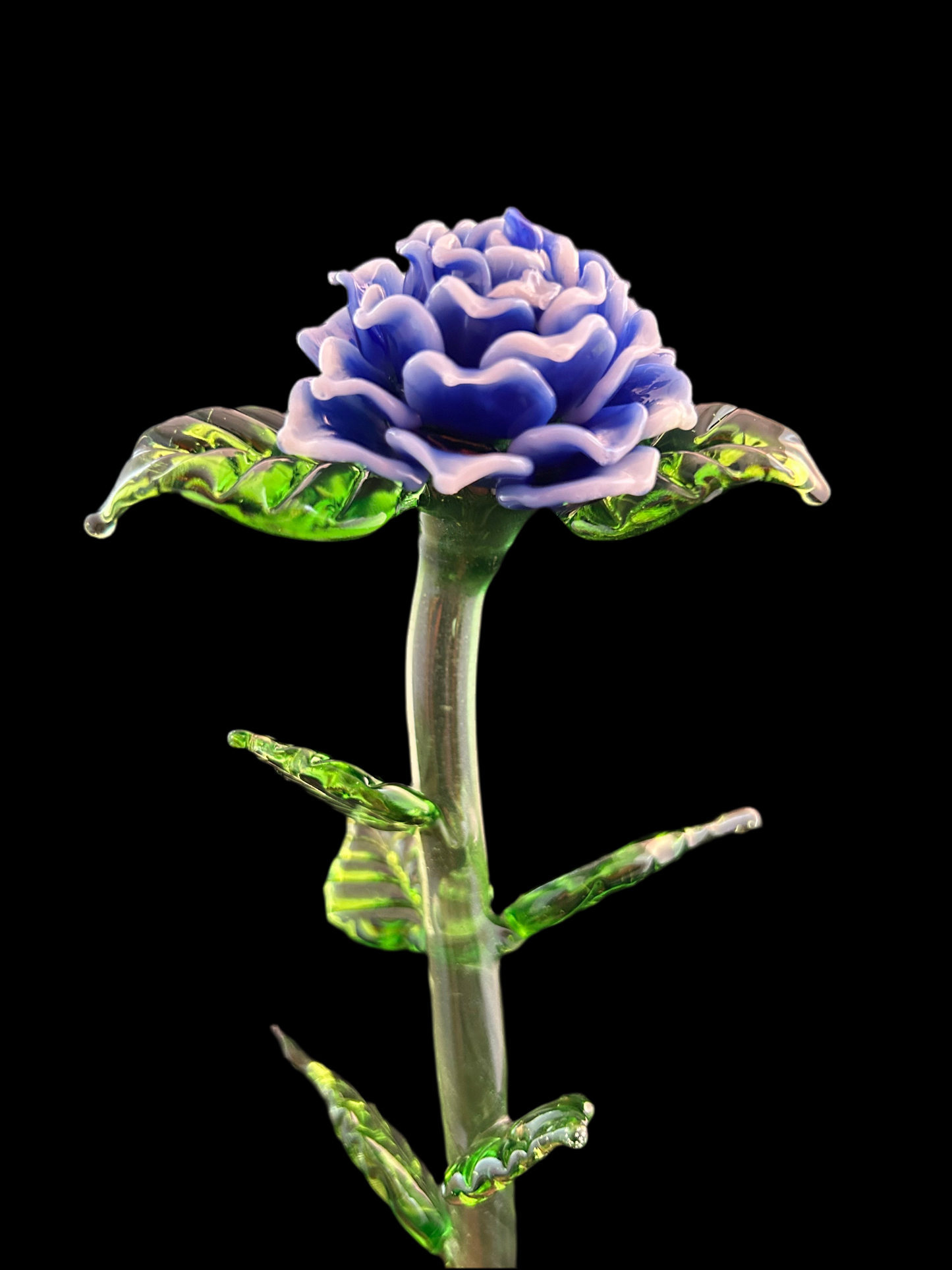 Long Stem Blue and White Forever Rose