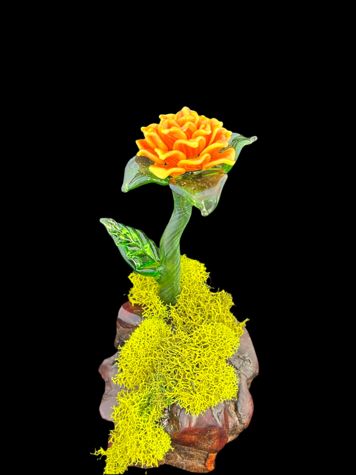 Yellow and orange forever rose manzanita base