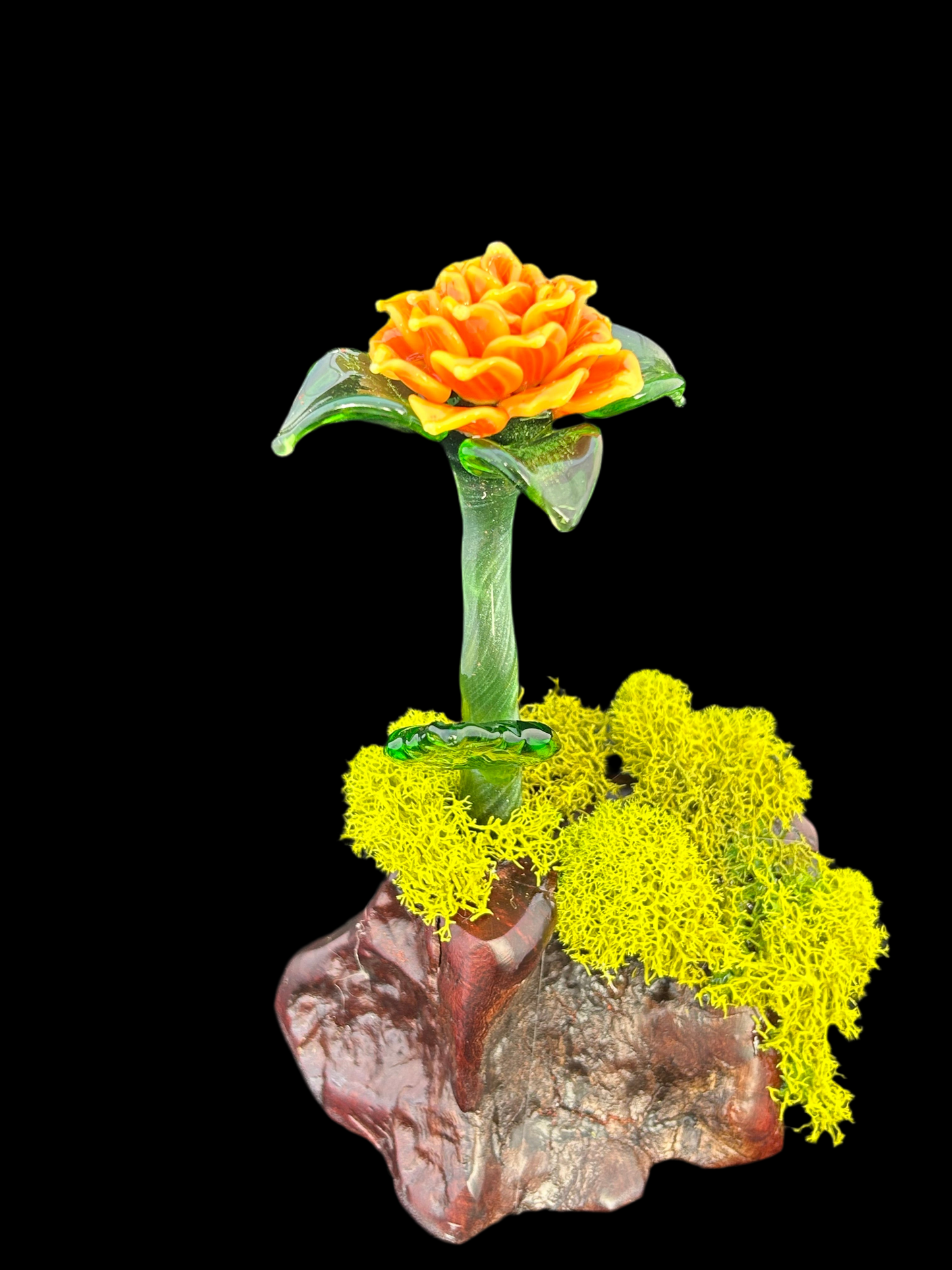 Yellow and orange forever rose manzanita base