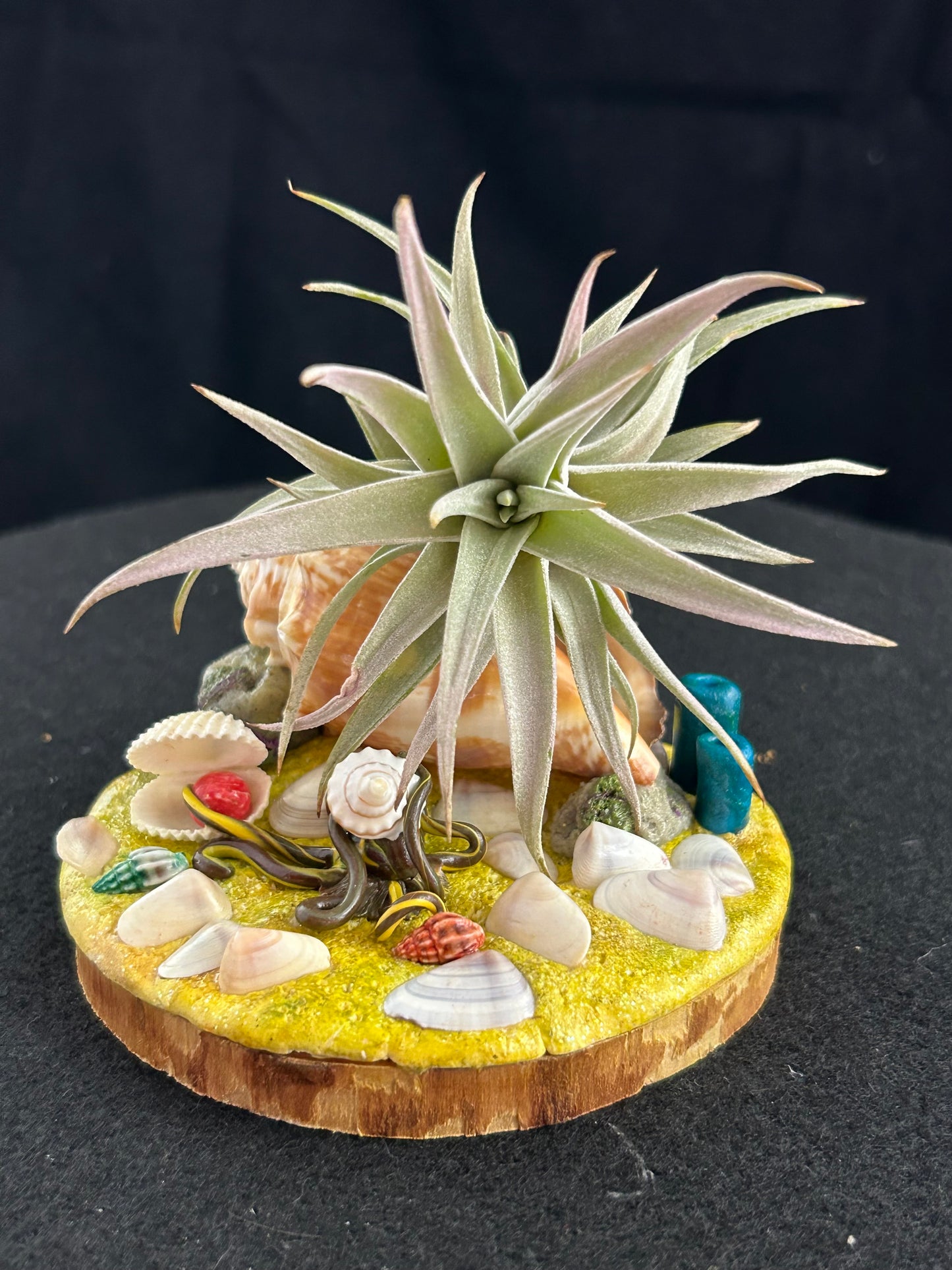 Sea shell air plant holder