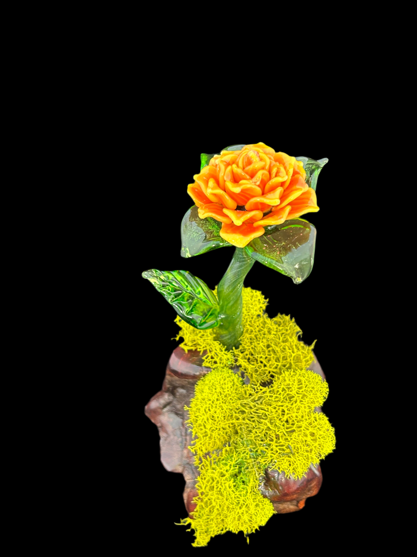 Yellow and orange forever rose manzanita base