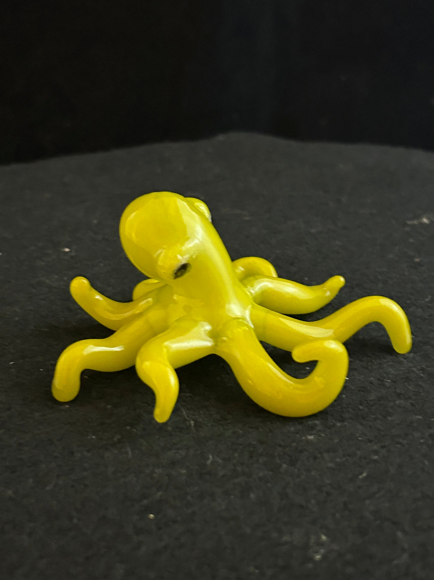 Small octopus