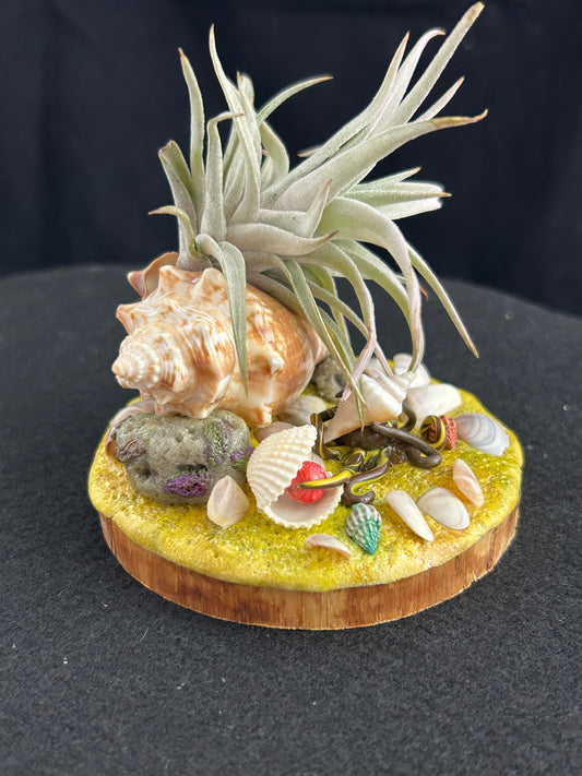 Sea shell air plant holder