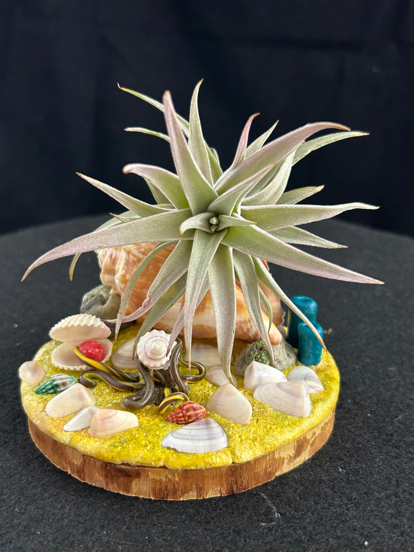 Sea shell air plant holder