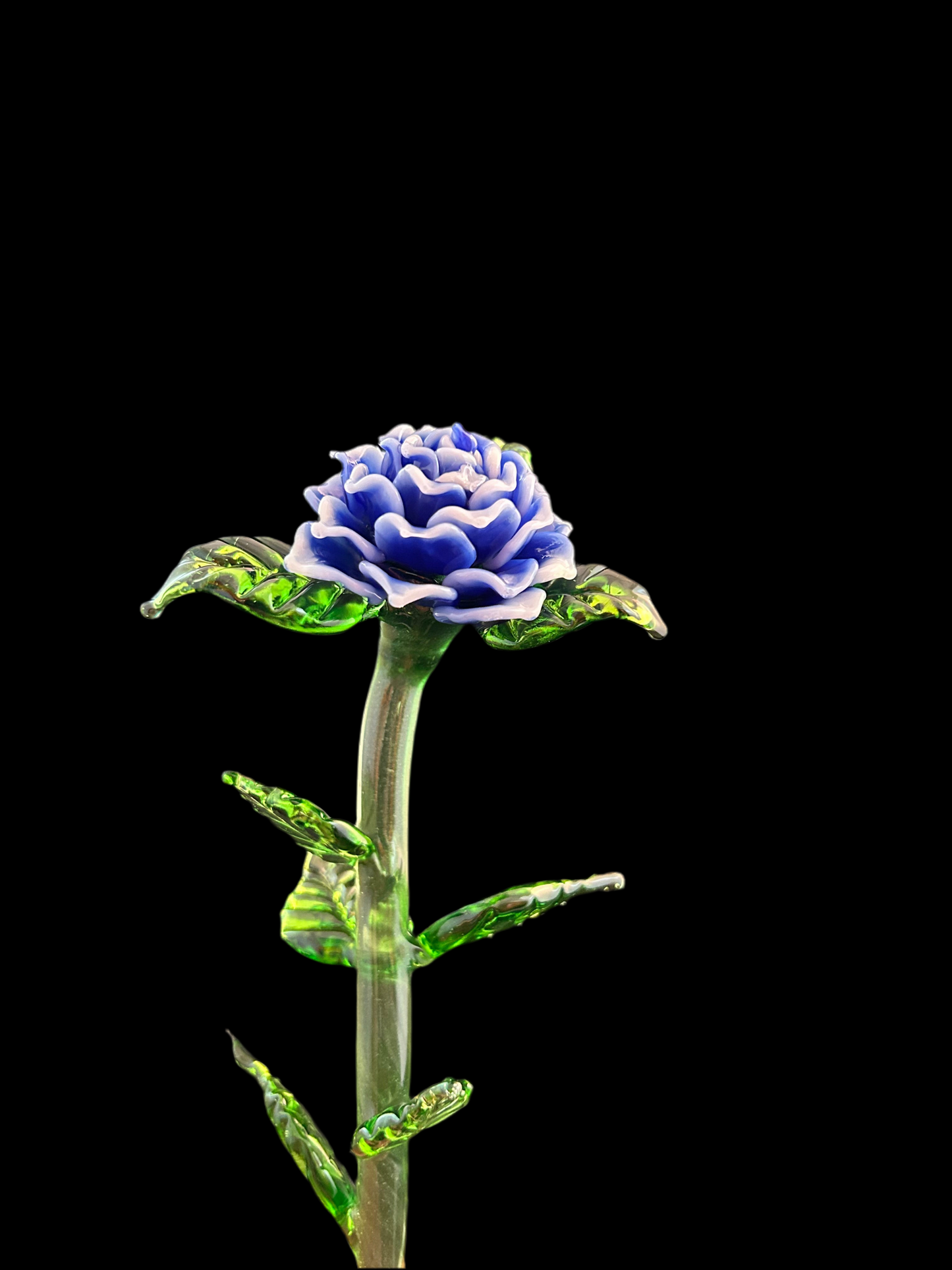 Long Stem Blue and White Forever Rose