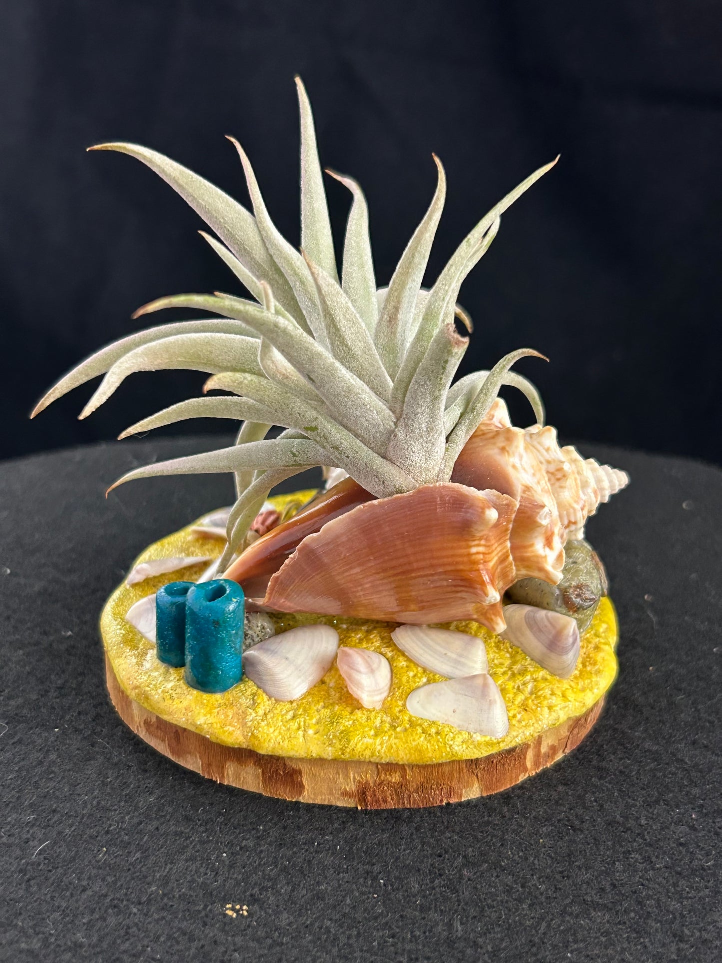 Sea shell air plant holder